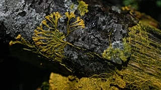 Blob