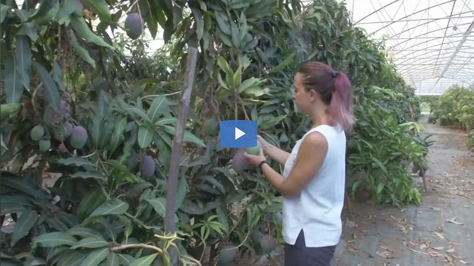 Sicilian fruit grower Maruzza Cupane inspects her avocados. 