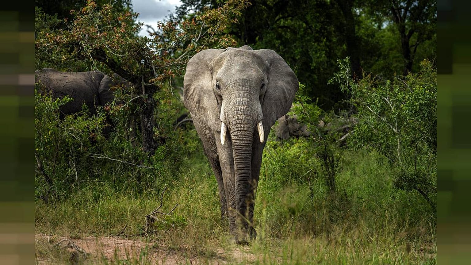 Már 263 árva elefántot neveltek fel a Nairobi Nemzeti Parkban