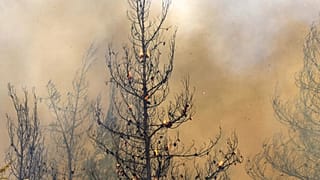 Bombeiros de mais de vinte países combatem as chamas na Grécia