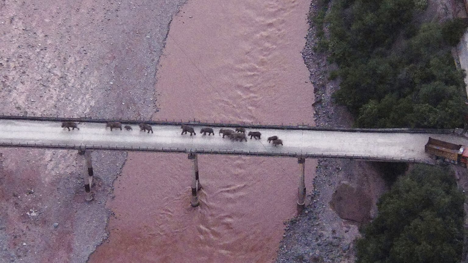 Il branco mentre attraversa un ponte  -   Copyright   AP / Centro di comando provinciale dello Yunnan per la sicurezza e il monitoraggio degli elefanti asiatici 