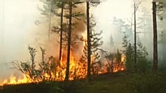 Los fuegos de Siberia queman una superficie similar a la de Países Bajos