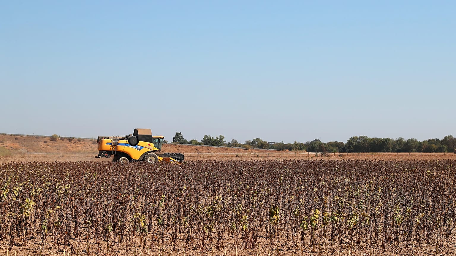 Seca ameaça produção de arroz