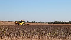 Seca ameaça produção de arroz