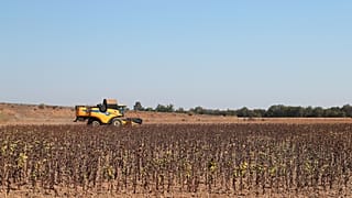 Seca ameaça produção de arroz