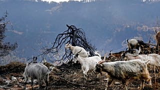 Goats are seen at a burn area near Krioneritis village on Evia island, about 181 kilometers (113 miles) north of Athens, Greece, Thursday, Aug. 12, 2021.