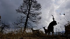 Καμένες εκτάσεις στην Εύβοια