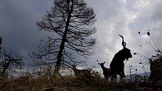 Καμένες εκτάσεις στην Εύβοια