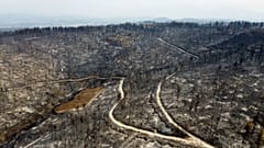 A burnt forest in Agia Anna village on Evia island, north of Athens, Greece, Aug. 11, 2021. 