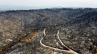 A burnt forest in Agia Anna village on Evia island, north of Athens, Greece, Aug. 11, 2021. 