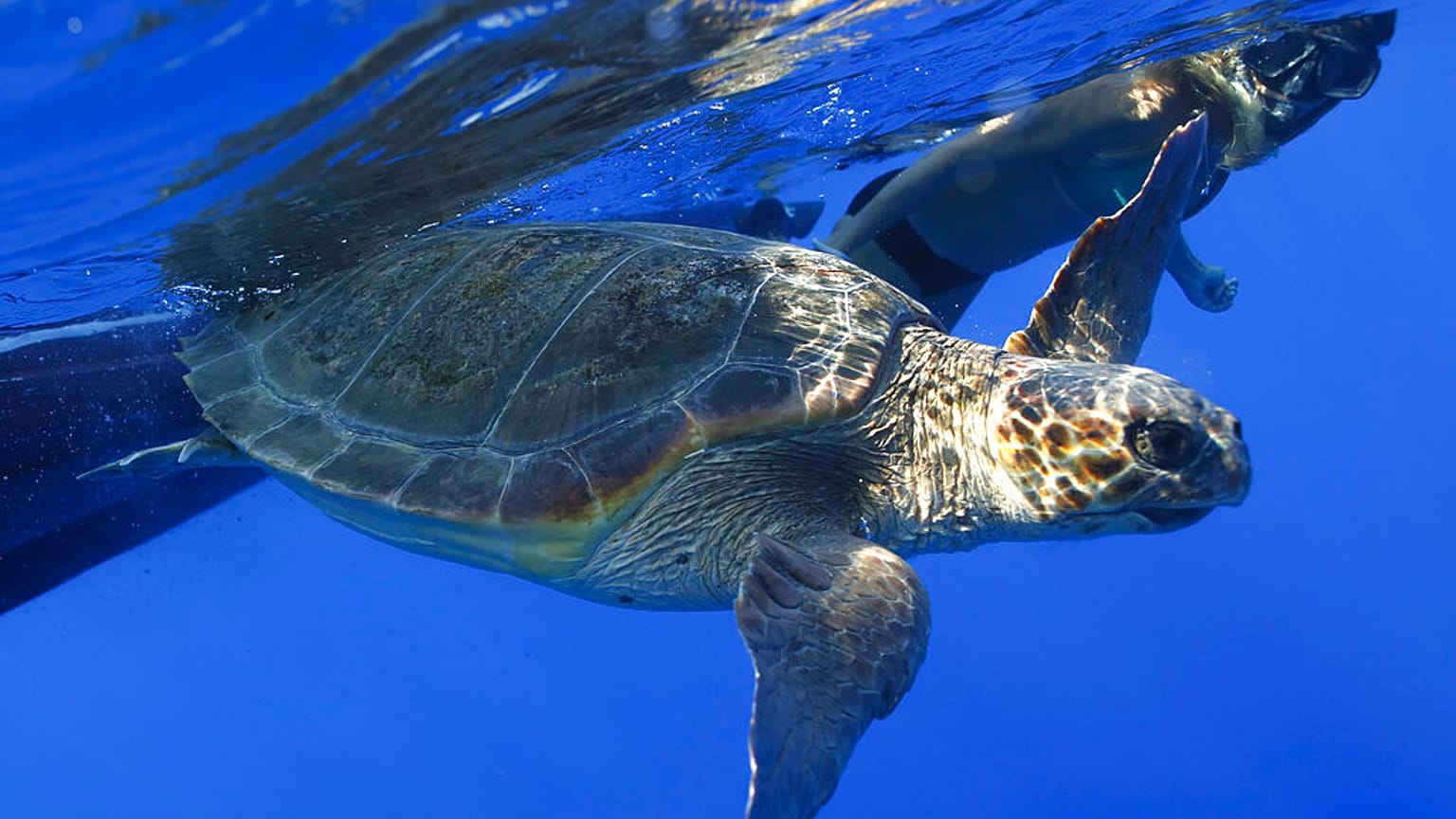  Caretta Caretta sea turtle