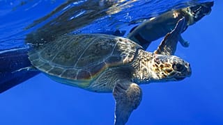  Caretta Caretta sea turtle