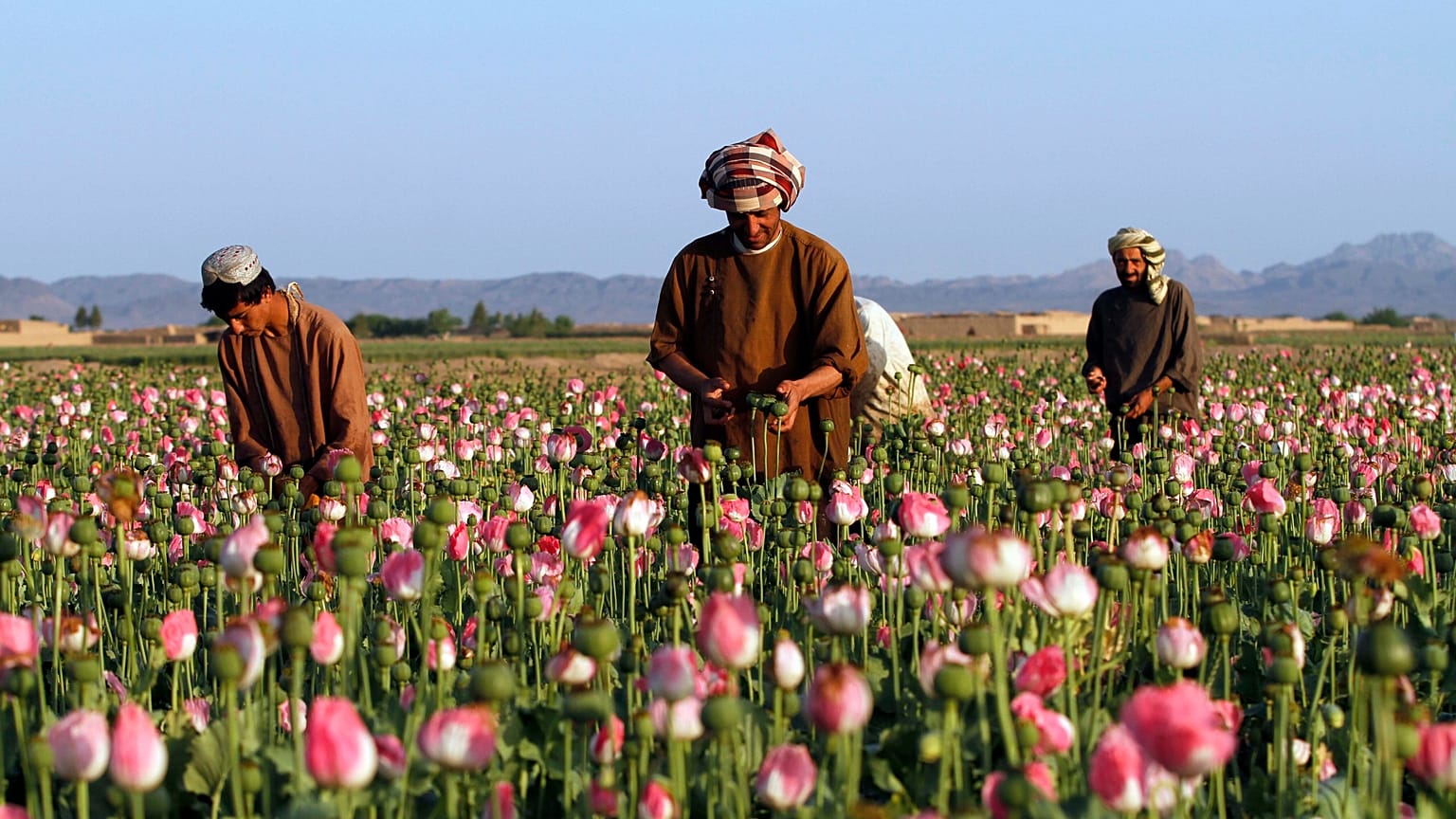 Afganistan'ın Kandahar viyaletinde bir haşhaş tarlası