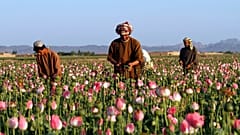 Afganistan'ın Kandahar viyaletinde bir haşhaş tarlası