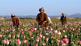 Afganistan'ın Kandahar viyaletinde bir haşhaş tarlası