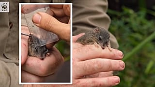 A WWF a Facebookon tett közzé videót a felfedezésről