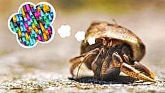 Resulta que los cangrejos ermitaños no odian el plástico como todo el mundo. 
