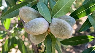 Миндаль в Калифорнии