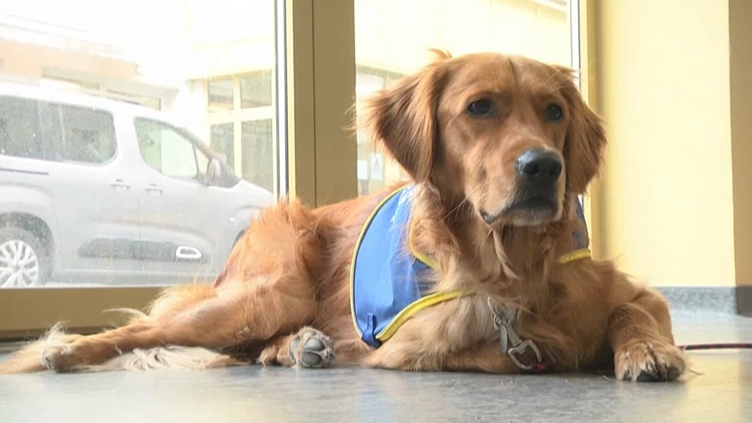 Hund Pooka in einem Altenheim in Frankreich