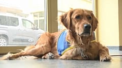Hund Pooka in einem Altenheim in Frankreich