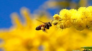 نحلة تقترب من زهرة شجرة أكاسيا في لندن، 19  آذار / مارس 2021