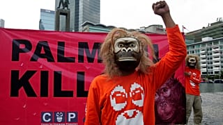 Activists want the ban on palm oil permits to be extended