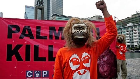 Activists want the ban on palm oil permits to be extended