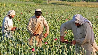 مزارعون أفغان يجمعون الأفيون الخام أثناء عملهم في حقل الخشخاش في منطقة تشابارهار في جلال أباد، شرق كابول، أفغانستان، في 01 مايو 2014