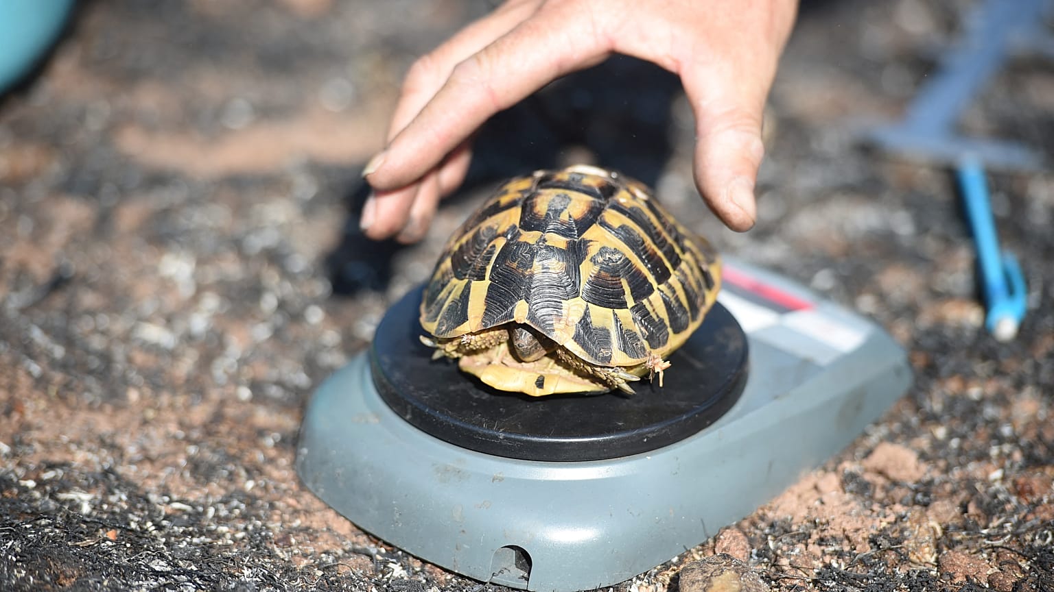 La tortue d'Hermann, espèce rare et protégée