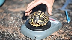 La tortue d'Hermann, espèce rare et protégée