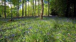 Forests in England are being rewilded and it's bringing the local community back to life.