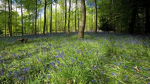 Forests in England are being rewilded and it's bringing the local community back to life.