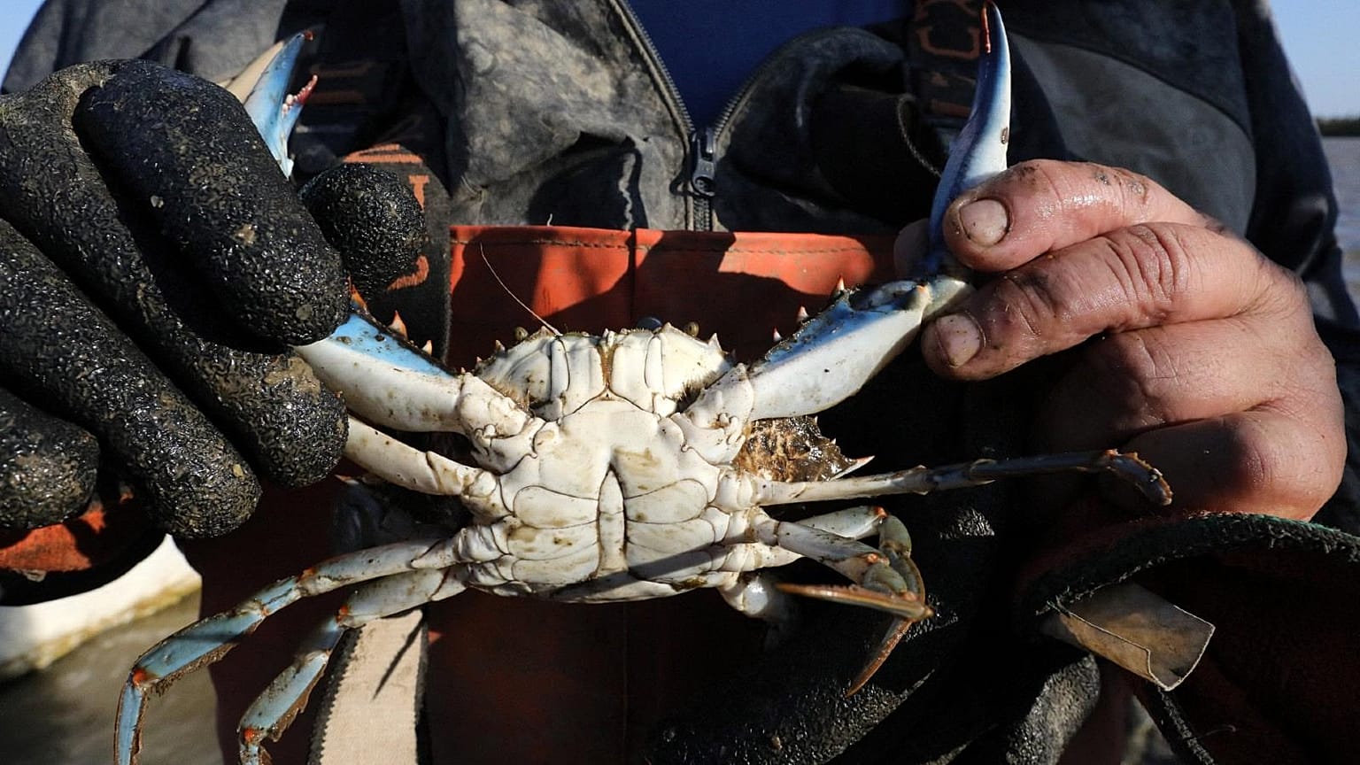 Un pescador de anguilas en el estanque de Canet-en-Roussillon, sur de Francia; mostrando un cangrejo azul traído en sus líneas, 18 de agosto de 2021