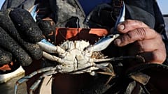 Un pescador de anguilas en el estanque de Canet-en-Roussillon, sur de Francia; mostrando un cangrejo azul traído en sus líneas, 18 de agosto de 2021