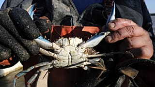 Un pescador de anguilas en el estanque de Canet-en-Roussillon, sur de Francia; mostrando un cangrejo azul traído en sus líneas, 18 de agosto de 2021