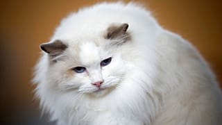 Ragdoll kedisi