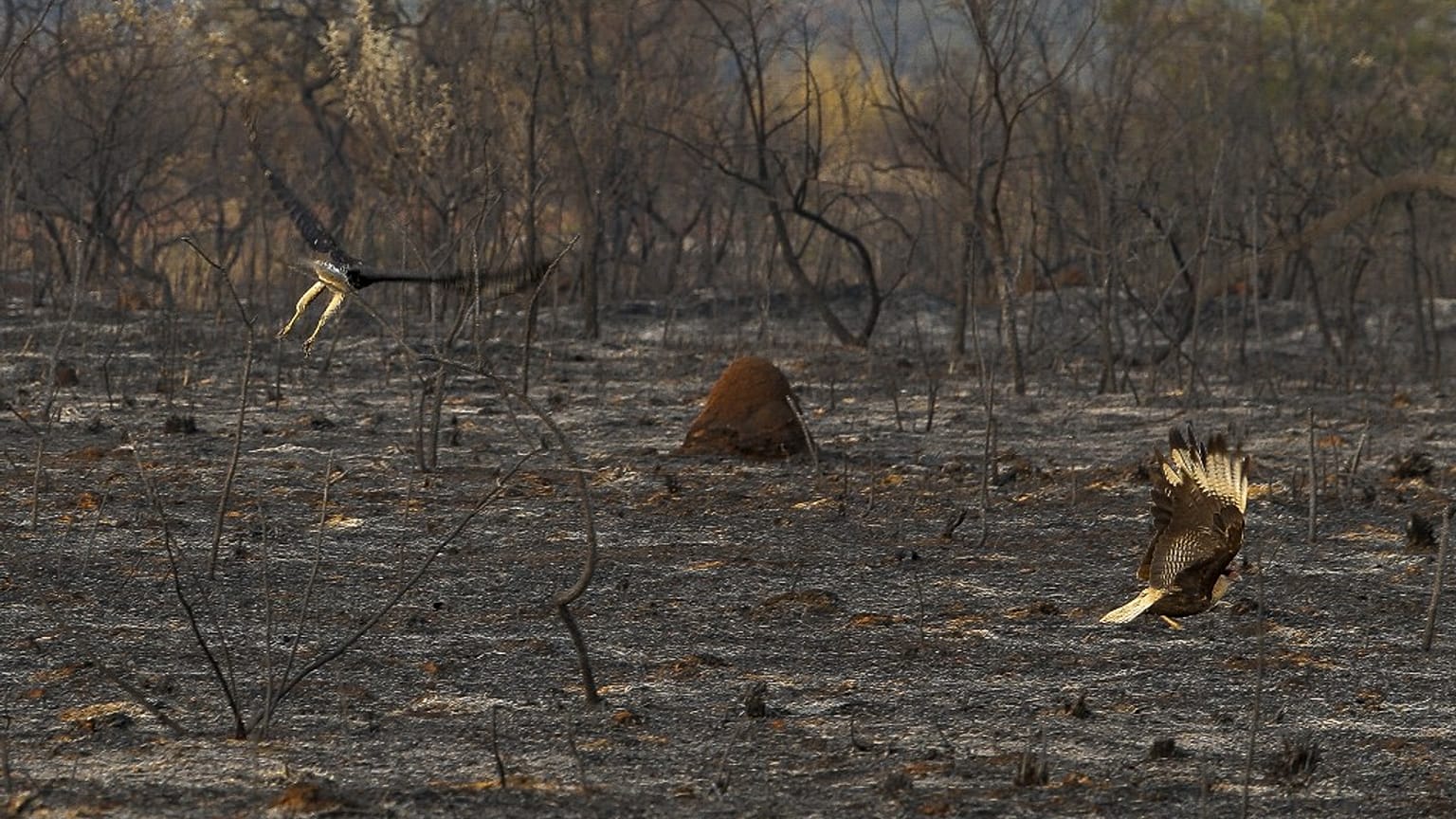 L'incendie a ravagé plus de 2 000 hectares.