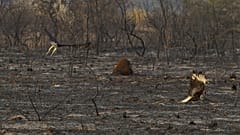L'incendie a ravagé plus de 2 000 hectares.