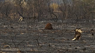 L'incendie a ravagé plus de 2 000 hectares.