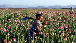 Afgán fiú a mákföldön Kabultól keletre 2018. április 17-én.