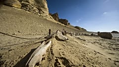صورة من الارشيف - هيكل عظمي لحوت في متحف وادي الحيتان للأحافير وتغير المناخ في الفيوم- 14 يناير 2016