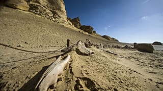 صورة من الارشيف - هيكل عظمي لحوت في متحف وادي الحيتان للأحافير وتغير المناخ في الفيوم- 14 يناير 2016