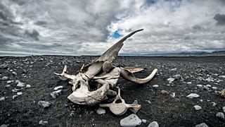 Whale fossil