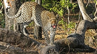 Leopar /