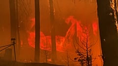 Feuer im Land der Riesenbäume