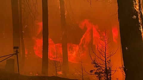 Feuer im Land der Riesenbäume