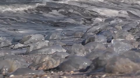 Crimea jellyfish