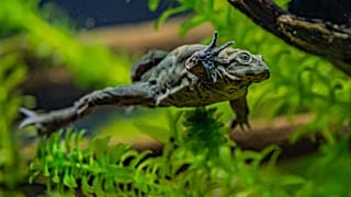 Lake Titicaca frogs have saggy skin that helps them to absorb oxygen.