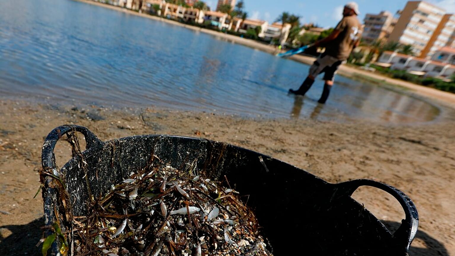 Un trabajador recoge peces muertos de la orilla en el Mar Menor, Murcia.