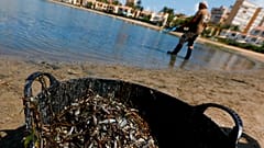 Un trabajador recoge peces muertos de la orilla en el Mar Menor, Murcia.